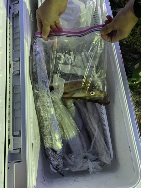 リトルワン 釣果