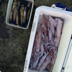 リトルワン 釣果