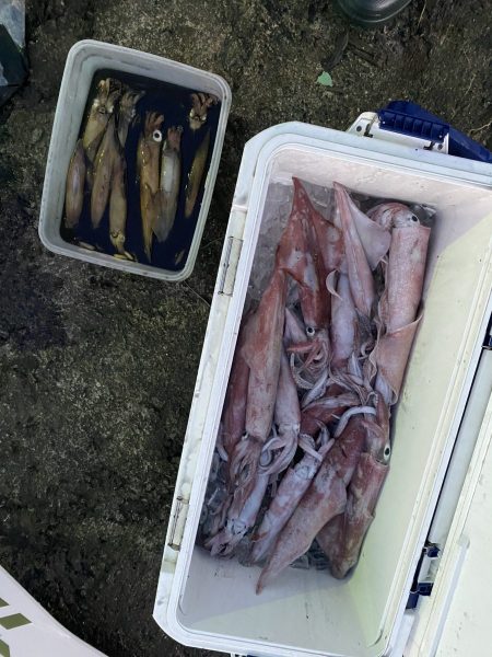 リトルワン 釣果