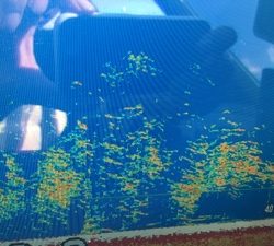 シーモンキー 釣果