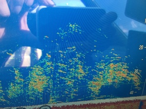 シーモンキー 釣果