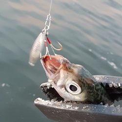 マイポイントライトゲームレポート【サンライン×ジャングルジム　インプレッション】