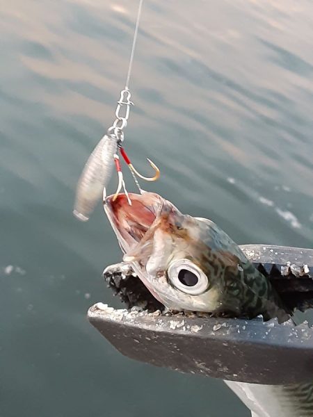 マイポイントライトゲームレポート【サンライン×ジャングルジム　インプレッション】