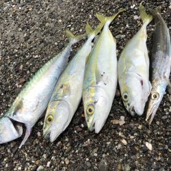 デイゲームモニターレポート【サンライン×ジャングルジム　インプレッション】