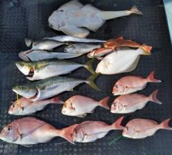 東京湾探釣隊ぼっち 釣果