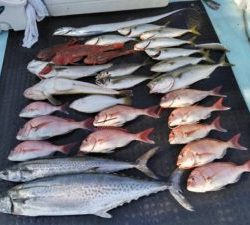 東京湾探釣隊ぼっち 釣果