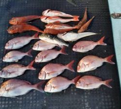 東京湾探釣隊ぼっち 釣果