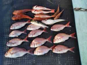 東京湾探釣隊ぼっち 釣果