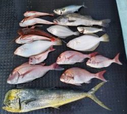 東京湾探釣隊ぼっち 釣果