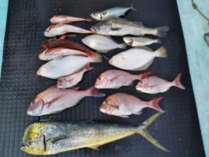 東京湾探釣隊ぼっち 釣果