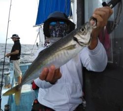 東京湾探釣隊ぼっち 釣果