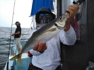 東京湾探釣隊ぼっち 釣果