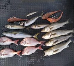 東京湾探釣隊ぼっち 釣果