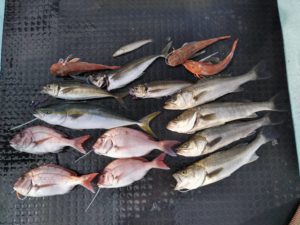 東京湾探釣隊ぼっち 釣果