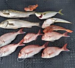 東京湾探釣隊ぼっち 釣果