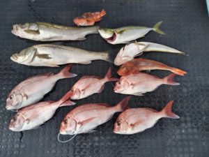 東京湾探釣隊ぼっち 釣果