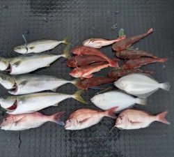 東京湾探釣隊ぼっち 釣果