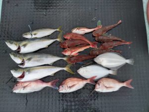 東京湾探釣隊ぼっち 釣果
