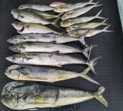 東京湾探釣隊ぼっち 釣果