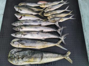 東京湾探釣隊ぼっち 釣果