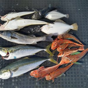 東京湾探釣隊ぼっち 釣果