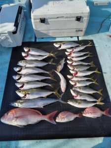 東京湾探釣隊ぼっち 釣果