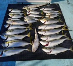 東京湾探釣隊ぼっち 釣果