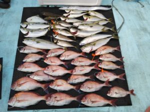 東京湾探釣隊ぼっち 釣果
