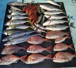 東京湾探釣隊ぼっち 釣果