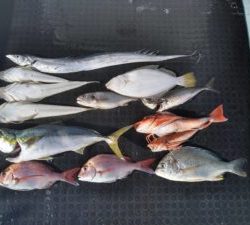 東京湾探釣隊ぼっち 釣果