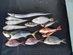 東京湾探釣隊ぼっち 釣果