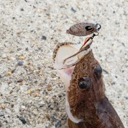 簡単に色んな魚が釣れる！【サンライン×ジャングルジム　インプレッション】