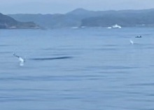 「LaGooN」蒼陽丸 日和号　 釣果