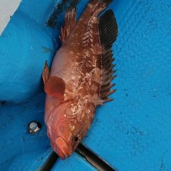 フィッシングガイド りょう 釣果