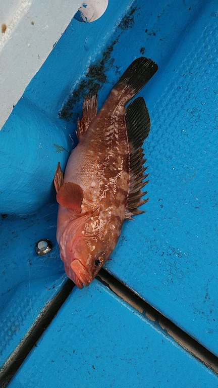 フィッシングガイド りょう 釣果