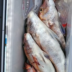 フィッシングガイド りょう 釣果