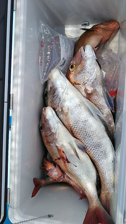 フィッシングガイド りょう 釣果