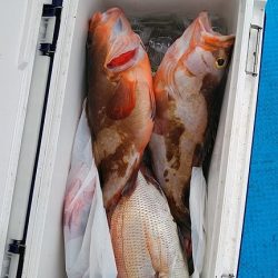 フィッシングガイド りょう 釣果