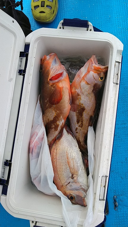 フィッシングガイド りょう 釣果