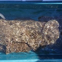 小樽港遊漁船SHAKE 釣果