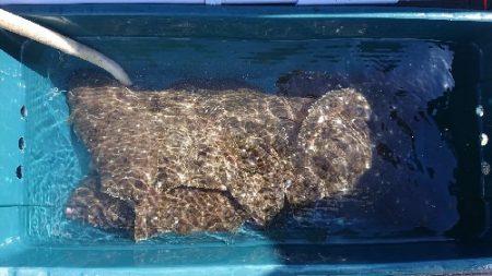 小樽港遊漁船ＳＨＡＫＥ 釣果