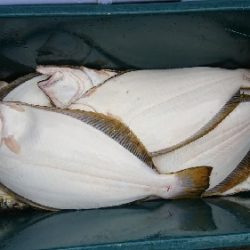 小樽港遊漁船SHAKE 釣果