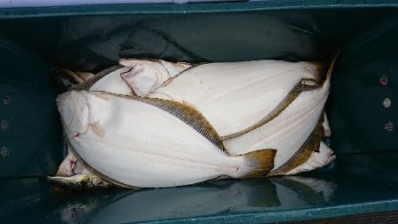 小樽港遊漁船SHAKE 釣果