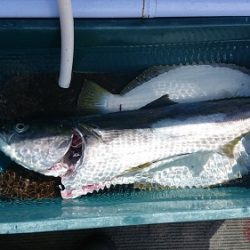 小樽港遊漁船SHAKE 釣果