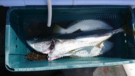 小樽港遊漁船SHAKE 釣果