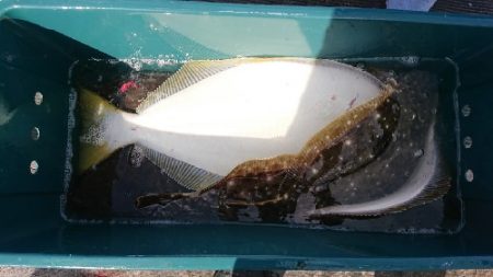 小樽港遊漁船SHAKE 釣果