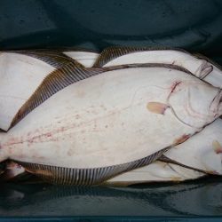 小樽港遊漁船SHAKE 釣果