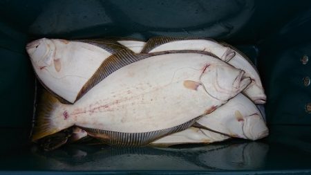 小樽港遊漁船ＳＨＡＫＥ 釣果