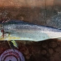 小樽港遊漁船ＳＨＡＫＥ 釣果