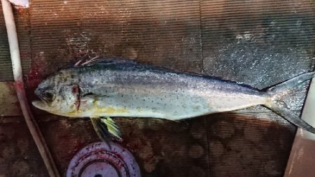 小樽港遊漁船ＳＨＡＫＥ 釣果